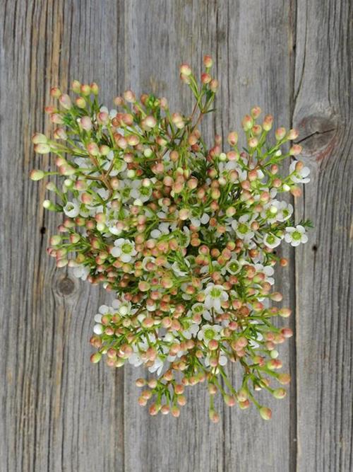 WHITE WAXFLOWER